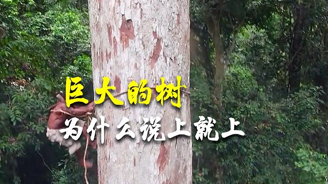 几十米的巨树，为什么说上就上？