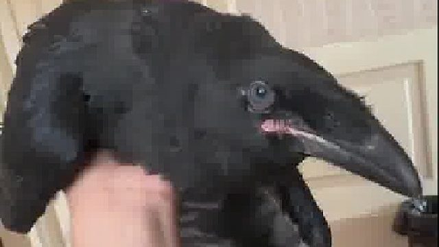 差不多喂点吧都饿蔫巴了