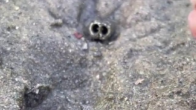 这个鳖找的真准