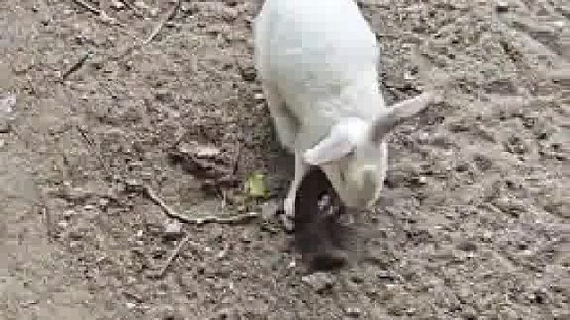 它是不是看见蚯蚓了