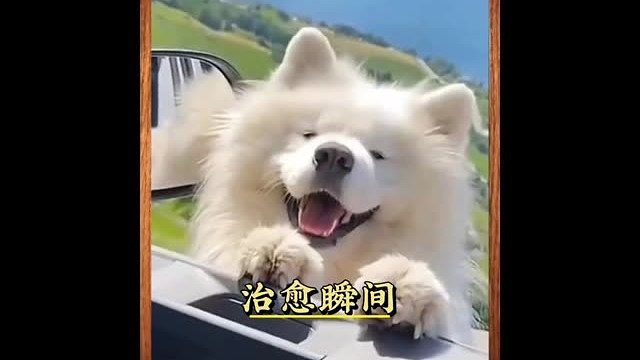 动物们的治愈瞬间