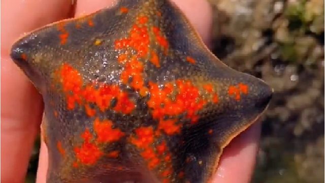 赶海赶海赶海啦