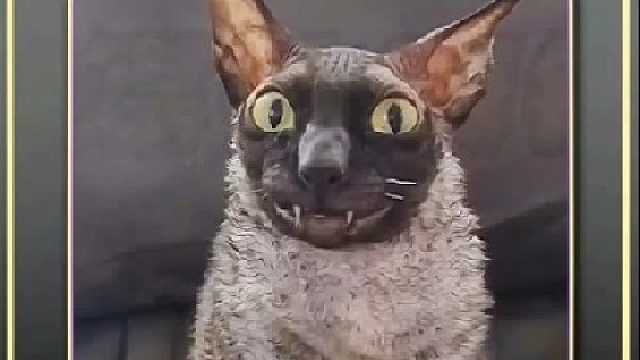 那些被玩坏的猫咪