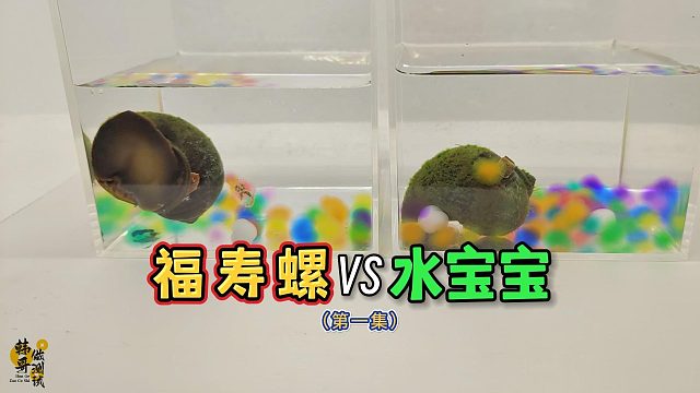 把水宝宝放进福寿螺体内让其长大，会发生什么逝？