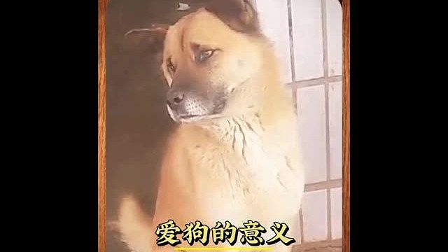 刚开始我以为就养了一只狗而已，后来发现多了一个家人