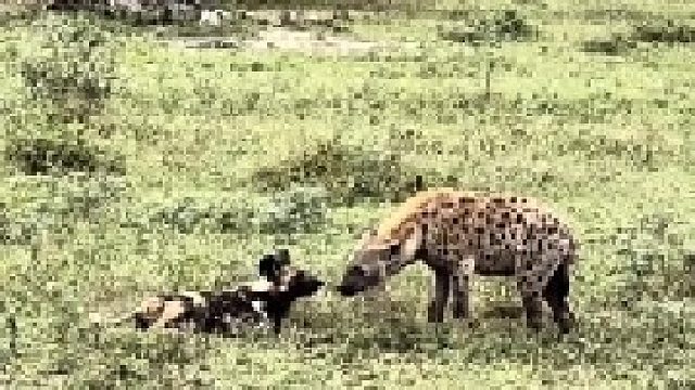 当鬣狗遇到野狗，结局你绝对想不到