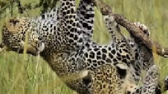 小花豹练习爬树技巧，最后掉下去了