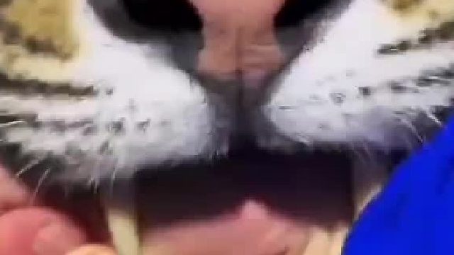 两只手指堵它鼻孔