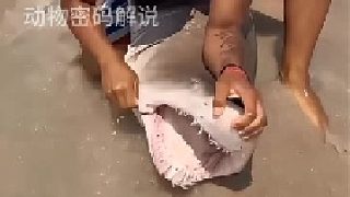 男子救助鯊魚