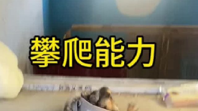 现象知道它的越狱能力有多强了吧！