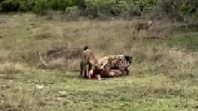 花豹的食物被抢了，它只能远远看着