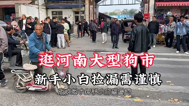 河南大型宠物交易市场！每逢开市热闹无比！新手小白想捡漏需慎重
