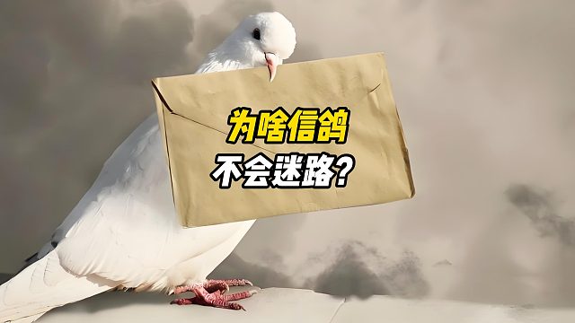 为什么信鸽不会迷路？而且又是怎么知道送信去哪里？看完明白