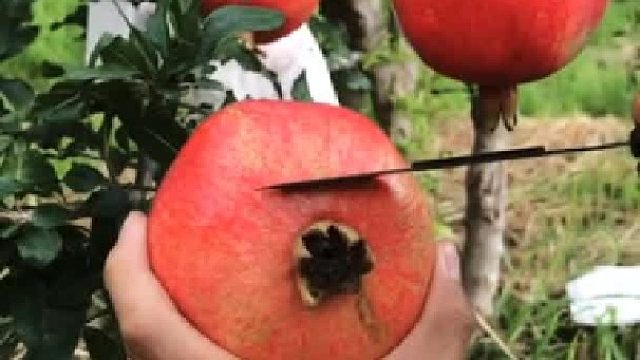 石榴这样剥、女朋友才不会嫌弃