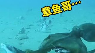 海底的最強獵手，智商很高?