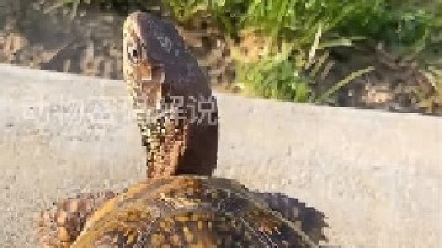 眼前的乌龟会不会渴死