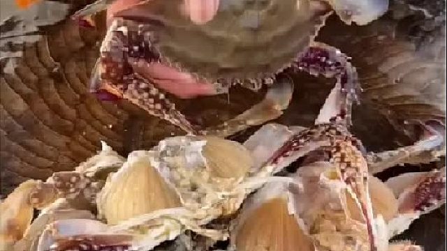 户外赶海抓海鲜