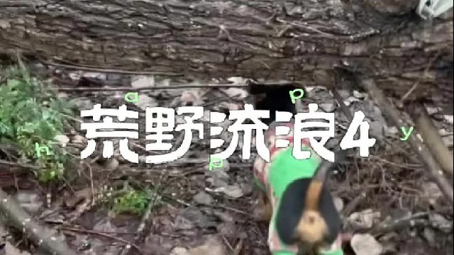 荒野流浪第4天 遇见最好的草莓