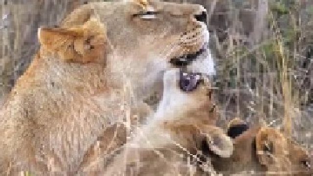 母狮带娃的温馨时刻，太有爱了