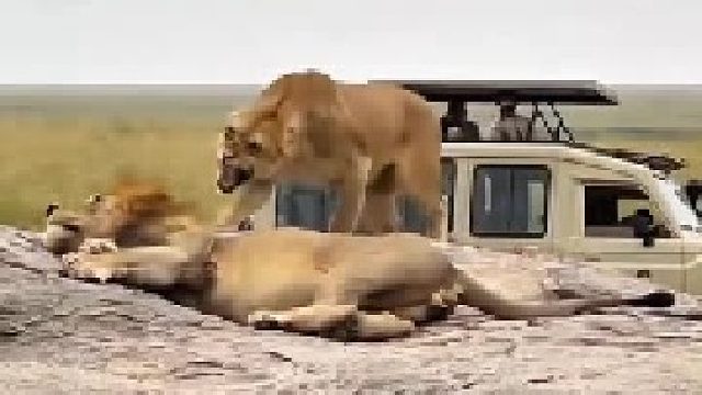 在外威风凌凌的狮王，在家却被母狮凶