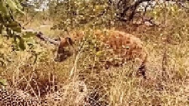 鬣狗以为花豹吃独食，于是走上前去查看