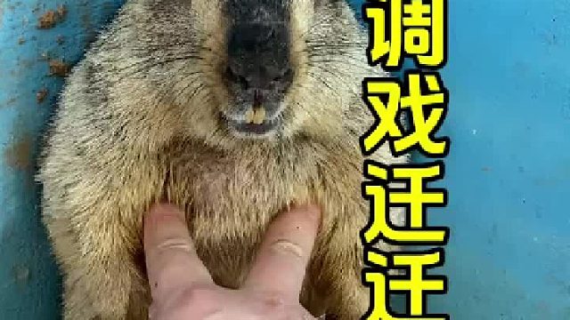 调戏迁迁。哈哈哈哈哈