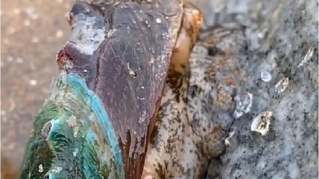 户外赶海抓海鲜