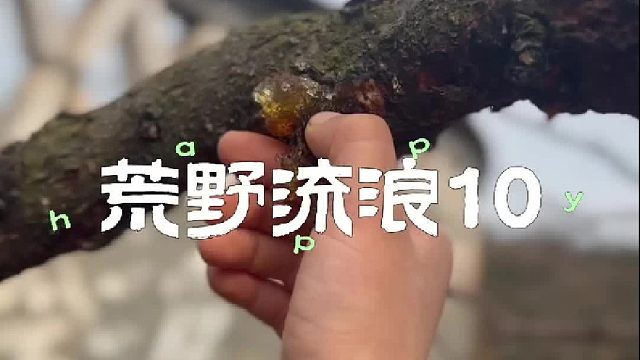 荒野流浪第10天 又被小宝整蛊了