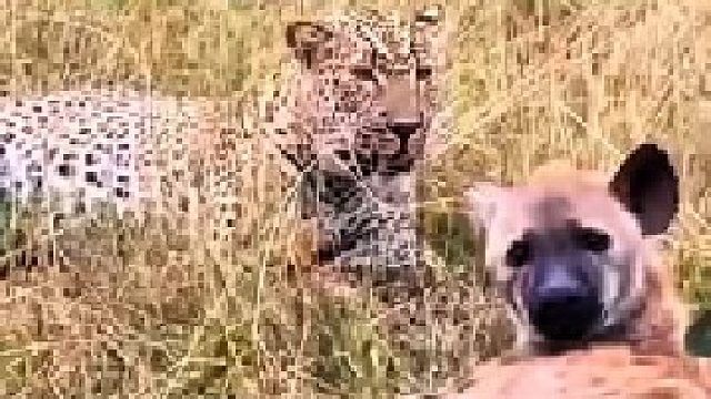 花豹和鬣狗很放松的待在一起