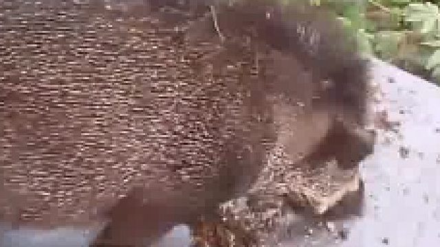 等等，我找找我的儿歌三百首！看我感化他！