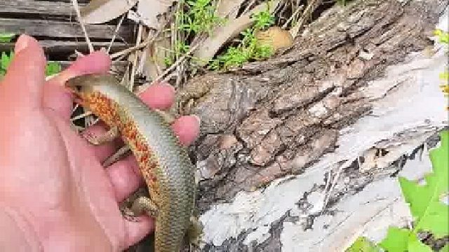 它是在做记号，来世再报答你！