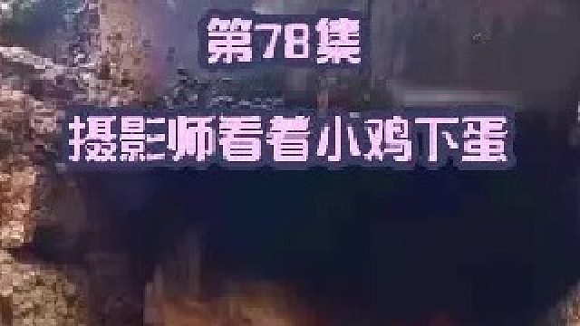 摄影师看着米娜家小鸡下蛋