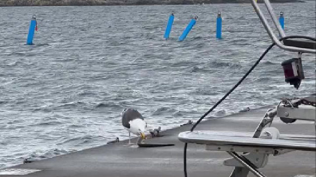 一只海鸥活生生吞下一整条鳗鱼的过程……