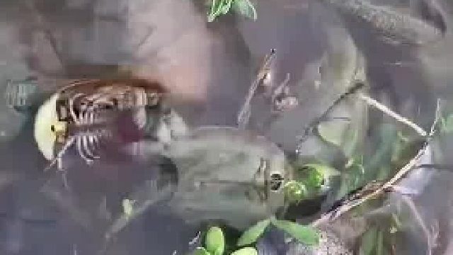 这是什么东西，有没有认识的？