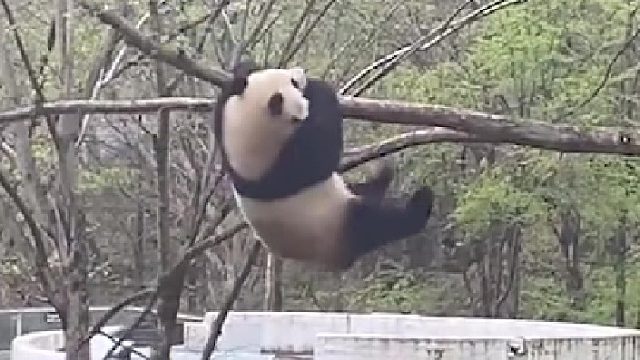 功夫熊猫上线，想困住我没门儿～
