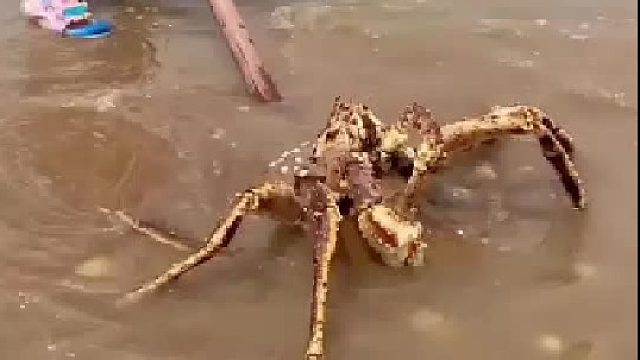 赶海赶海赶海啦