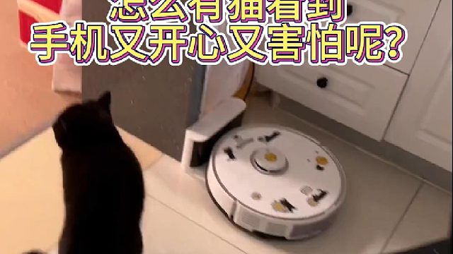 怎么有猫看到手机又开心又害怕呢？