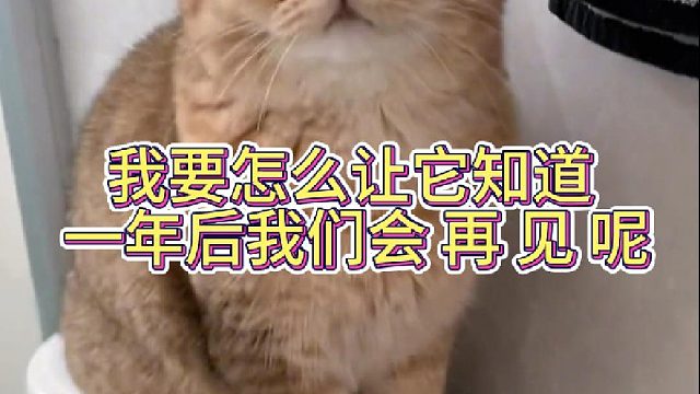 我要怎么让它知道 一年后我们会再见呢