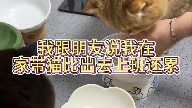 我跟朋友说我在家带猫比出去上班还累 我朋友就是不信
