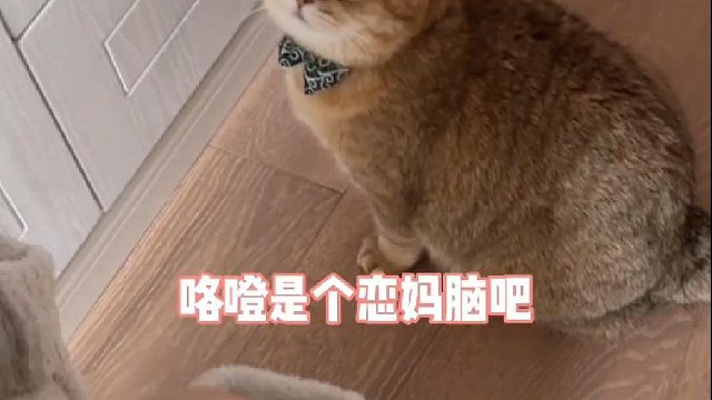 把猫宠成妈宝还有这么多好处吖～