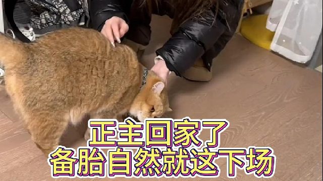 正主回家了 备胎自然就这下场