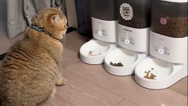 自己定下的规矩 再饿也得走个流程