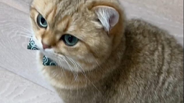 谁说猫养不熟！猫只是双标罢了