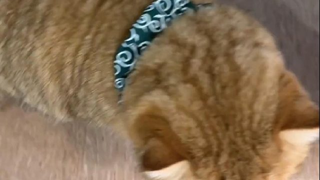 还是只有妈妈的毛香味 才能让妈宝噔安心入睡