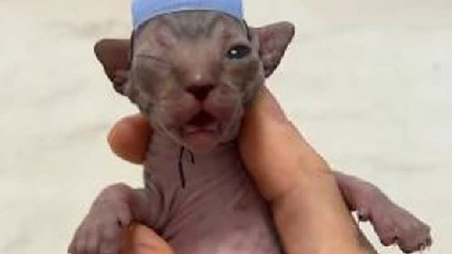 这个袜子是专门防老六的~