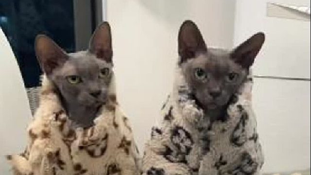 自从养了妮妮后就很少喝奶茶了～