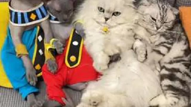 没有毛的痛苦，你们能懂吗？