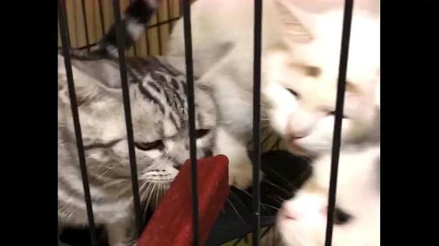 只有一根零食，猫大哥还没动口，猫小弟竟想先吃！