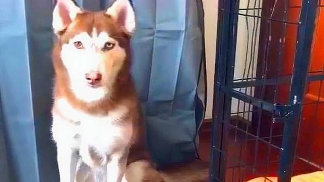 数到三才能吃，主人故意拖延时间，二哈竟急得嗷嗷叫！