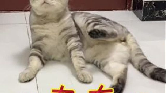 给小猫咪喷猫薄荷水，结果掀起了内讧！